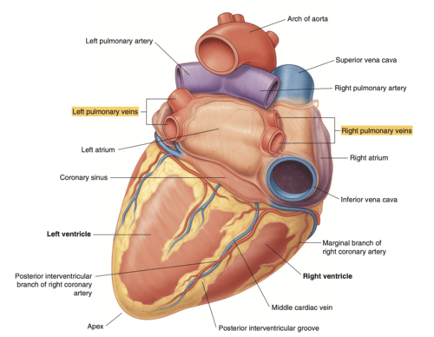 <p>left pulmonary veins</p><p>right pulmonary veins </p><p>ALLOWS OXIGENATED BLOOD FROM THE LUNGS TO ENTER THE HEART</p>
