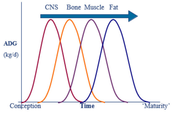<p>Reproduction is a ‘luxury’.</p><p></p><p>Essential tissues prioritised.</p><p></p><p><span style="color: purple;">Growth (increased mass) is accompanied by a relative decrease in metabolic rate.</span></p><p></p><p>More dietary energy ‘left over’ for ‘non- essential’ functions = fat deposition</p>
