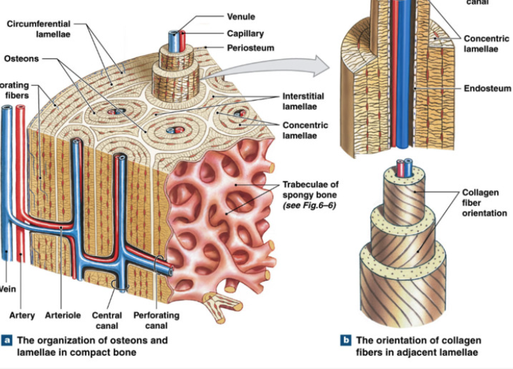 <p>Function: protection, support, resist stress</p><ul><li><p>dense matrix </p><ul><li><p>arranged around blood vessels </p></li></ul></li><li><p><strong>Osteon </strong>(haversian system): cylindrical unit of circular layers of lamellae + osteocytes trapped between layers and in lacunae</p><ul><li><p>canaliculi connect haversian canal and lacunae for nutrient and waste exchange</p></li></ul></li></ul><ul><li><p><strong>Haversian Canal</strong>: center of osteon, canal for blood vessels</p></li><li><p><strong>Perforating Canal</strong>: transverse blood vessel canals connecting haversian canals</p></li></ul><p></p>