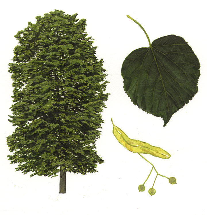 <p>Lind</p>