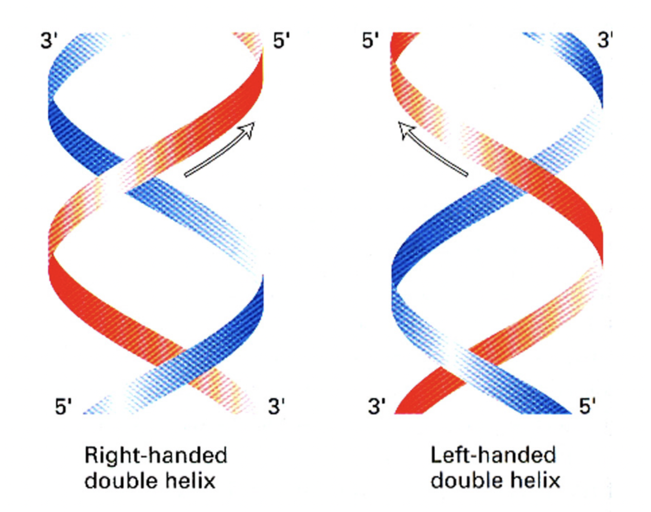 <ul><li><p>to do with moving perpendiuclar finger hand up either arm thing?</p></li></ul><p></p>
