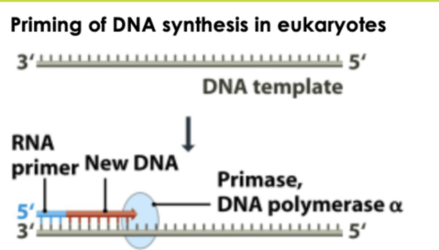 <p>only one that can do de novo synthesis</p><p>RNA-DNA hybrid primer synthesis on both leading and lagging DNA strands</p><p>POL A/primase complex initiates DNA synthesis in eukaryotic replication</p>