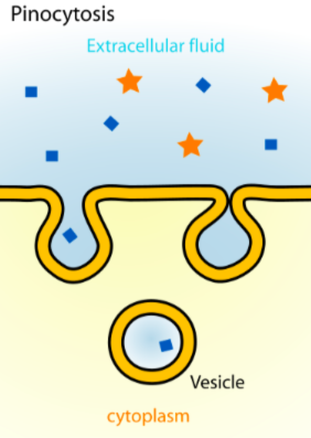 <p>“drinking” around dissolved materials</p>