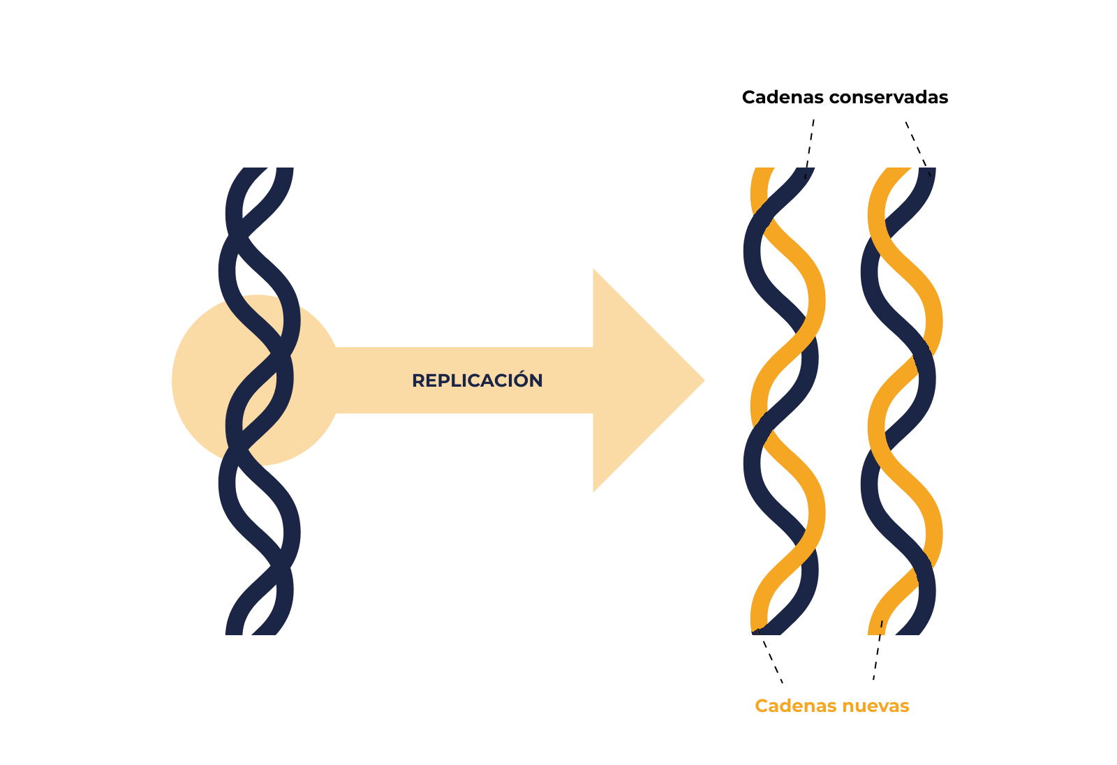 <p>Durante el proceso de la replicación del ADN, se separan las dos hebras del ADN, y se sintetizan nuevas hebras a base de ellas gracias a la complementariedad de bases. Es por ello que se dice que es una reacción semiconservativa.</p>