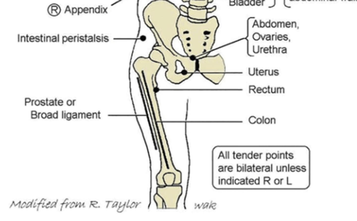 <p>anterior: lateral aspect of femurs (bilateral); posterior and deep to IT band</p><p>posterior: lateral sacral base bilaterally</p>
