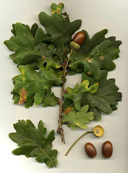 <p>Eik</p>