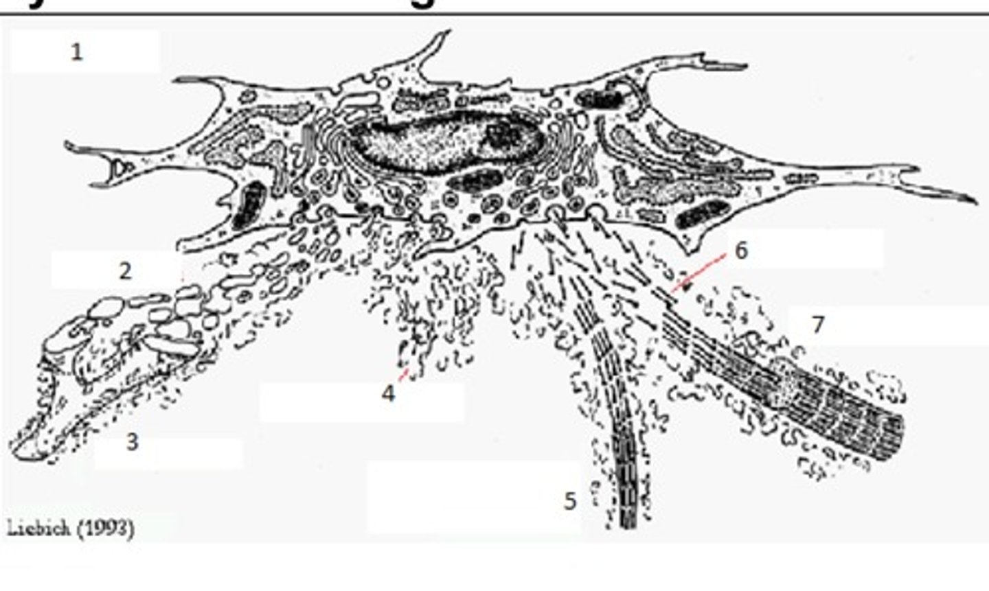 <p>Ground Substance</p>