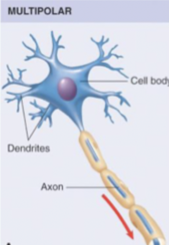 <p>Most common type, especially in CNS. One axon + many dendrites coming off cell body = large area for receiving synaptic input = high level of convergence. </p>