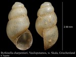 <p>Kmeň: Mollusca (mäkýše)<br>Trieda: Gastropoda (ulitníky)<br>Skupina: Prosobranchia (prednožiabrovce)</p>