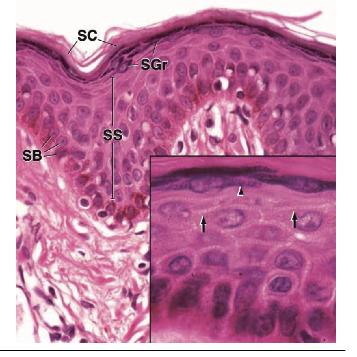 <p><span>The cell layer that occupies the deepest location is the……?</span></p>