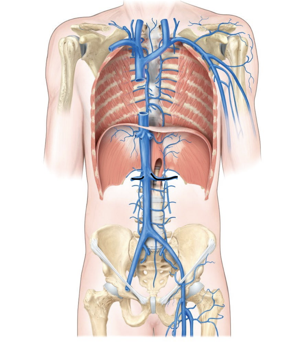 <p>A vein that drains blood from the kidneys.</p>