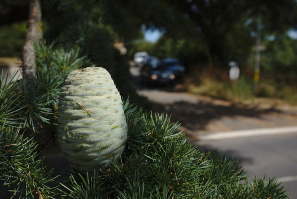 <p>Cedrus libani</p>