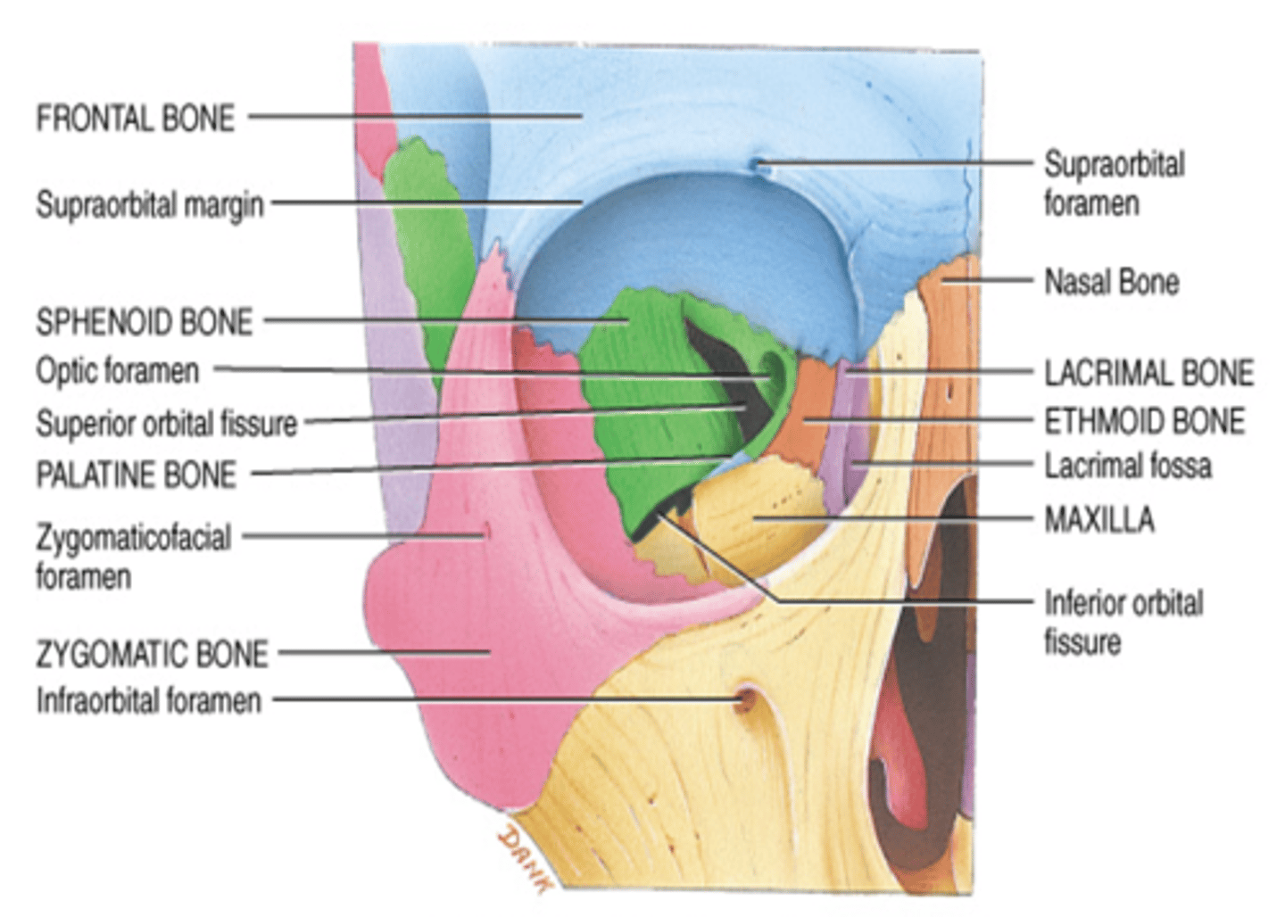 <p>Maxilla, Lacrimal, Ethmoid, Sphenoid, Frontal Bones</p>