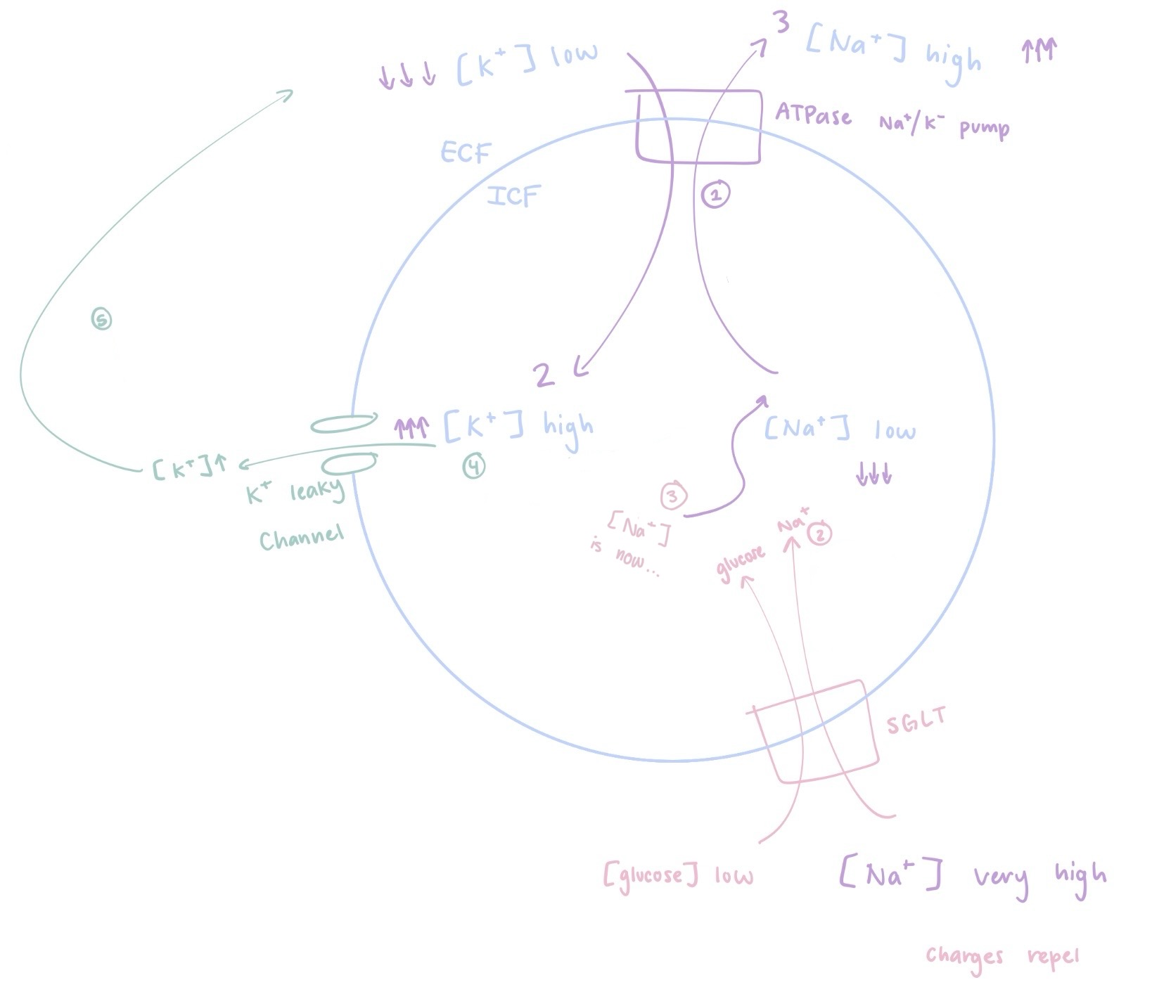 <p>Explain how primary direct transport and secondary indirect transport connect</p>