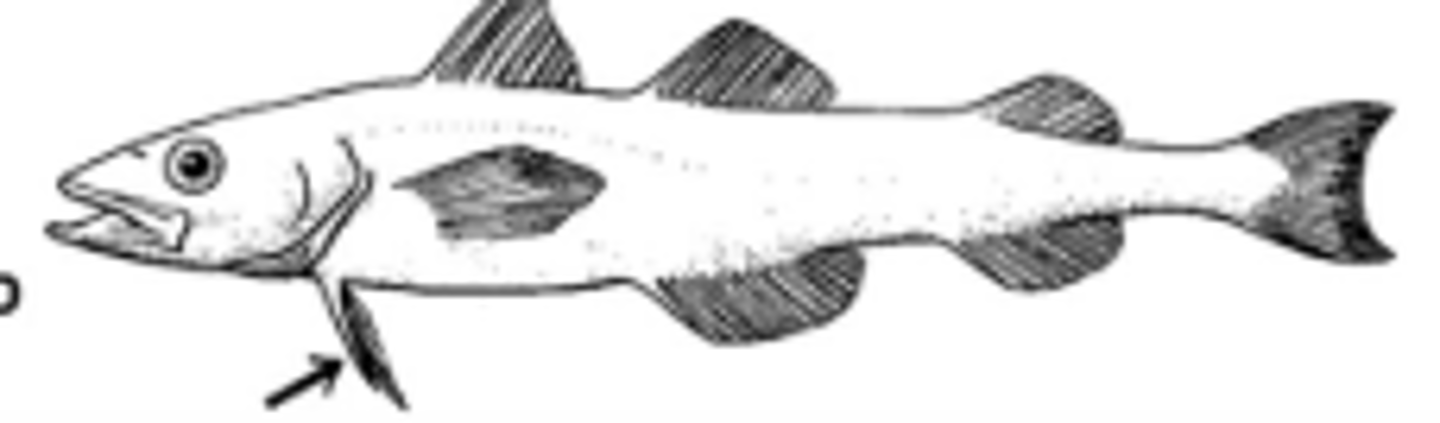 <p>most derived found in few teleosts; attach ventral to the operculum</p>