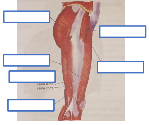 <p>27. Menciona los músculos superficiales de la región glútea y del muslo (vista lateral)</p>
