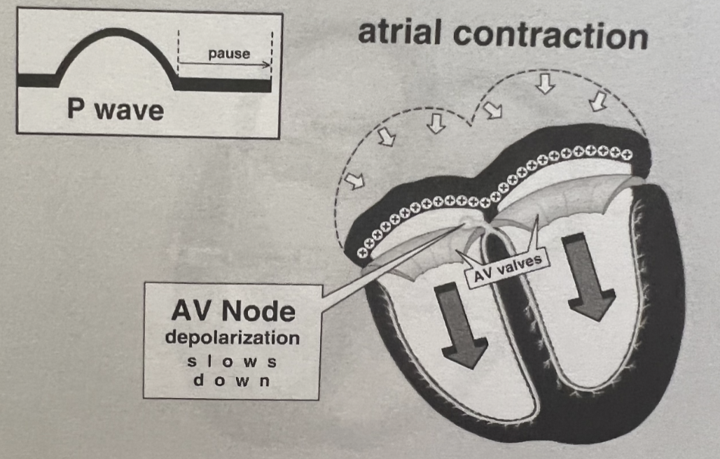 <ul><li><p>Acts as a <strong>gatekeeper</strong> between atria and ventricles → <span style="color: red;"><strong>responsible for “holding” impulses until the ventricles are able to receive them</strong></span></p></li><li><p>Slow conduction allow time for:</p><ol><li><p>Atrial contraction (atrial kick)</p></li><li><p>Ventricular filling</p></li></ol></li><li><p>Can act as a <strong>backup pacemaker</strong> if SA node fails</p></li></ul><p></p>