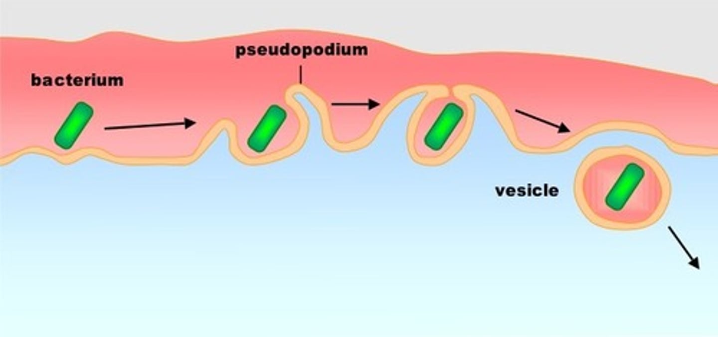 <p>phagocytosis</p>