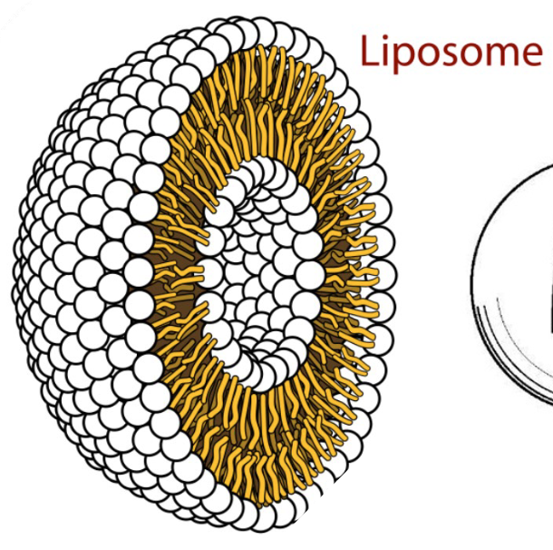 <p>Liposomes?</p>