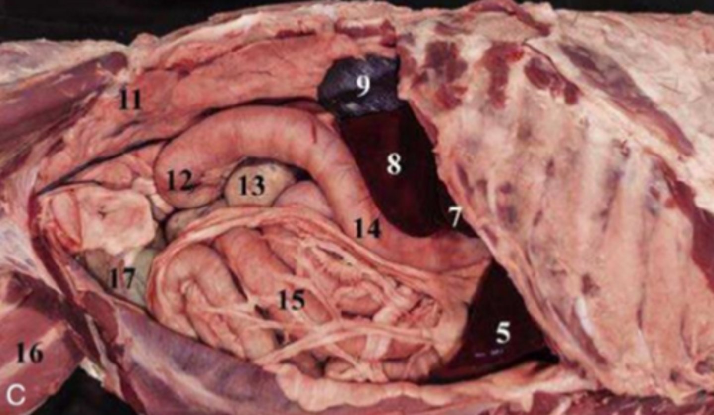 <p>Right abdominal cavity:</p><p>9</p>