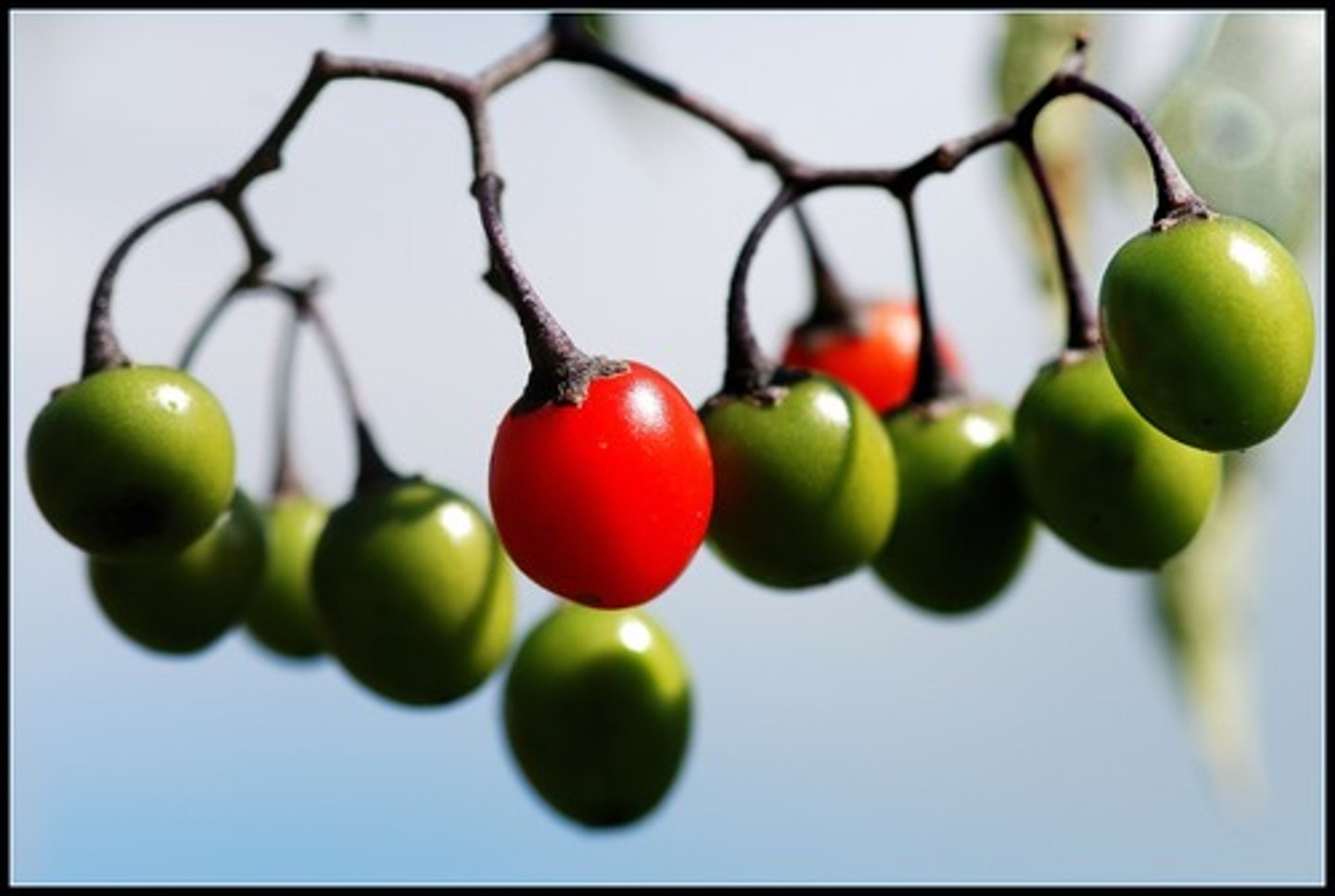 <p>Essentially different or distinct</p>