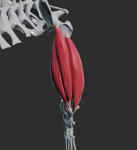 <p>tvořen 4 hlavami:</p><p>1) m. rectus femoris</p><p>2) m. vastus lateralis</p><p>3) m. vastus medialis</p><p>4) m. vastus intermedius</p><p></p>