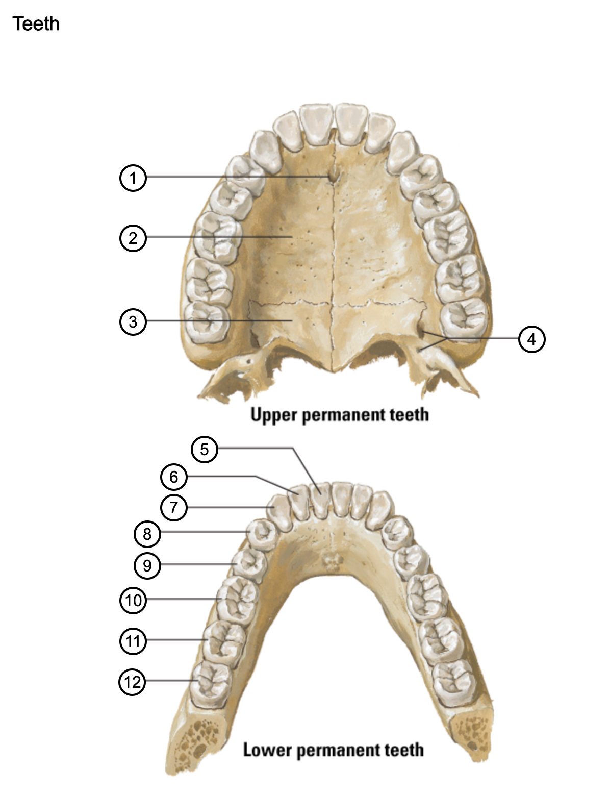 <p>12</p>