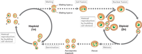 <p>only found in fungi classified as:</p><ul><li><p>basidiomycetes</p></li><li><p>ascomycetes</p></li></ul><p></p><p>refers to organisms that alternate between haploid &amp; diploid</p>
