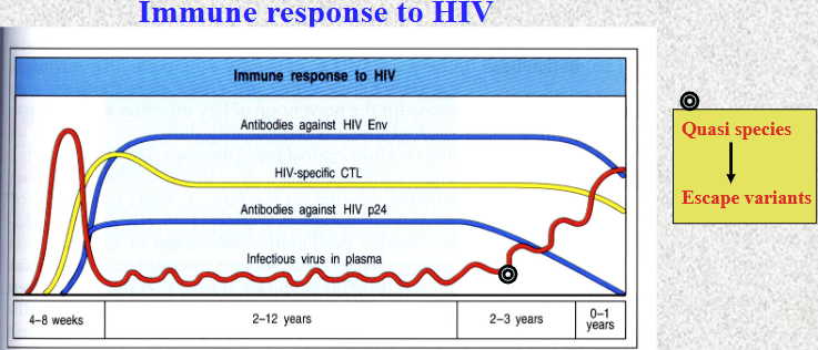 <p>Primary (acute) infection is often asymptomatic or causes flu-like illness</p><p><strong>HIV first infect DC which gets carried to the lymph node</strong></p><p>T cells clustered with DC becomes highly activated - vigorous HIV replication</p><p>Drop in circulating CD4 T cells and activation of CD8+ cells</p><p></p><p><strong>Asymptomatic phase</strong></p><p>Cytotoxic CD8 cells and Th1 cells are responsible for decline of virus after initial infection</p><p>HIV generates humoral immune response (sero-conversion, important for diagnosis) that decrease the no virus but does not fully deplete it (HIV stay at low steady state)</p><p>Viral replication in lymphoid tissue (patients feel OK)</p><p>During the asymptomatic phase, no CD4 T cells gradually decline due to:</p><ul><li><p>Direct viral killing</p></li><li><p>Increased susceptibility to apoptosis</p></li><li><p>Killing by CD8 CTL that recognise viral peptides</p></li></ul><p></p><p>Throughout the pathway, CD4 drops slowly, once it drops to a critical number, the cell mediated immunity is lost, leading to the development of opportunistic infections </p><p></p><p>Quasi species - escape variants are formed from mutation of HIV once infected, worsen the prognosis because escape from the immune recognition - needs to go through the process again</p><p></p>