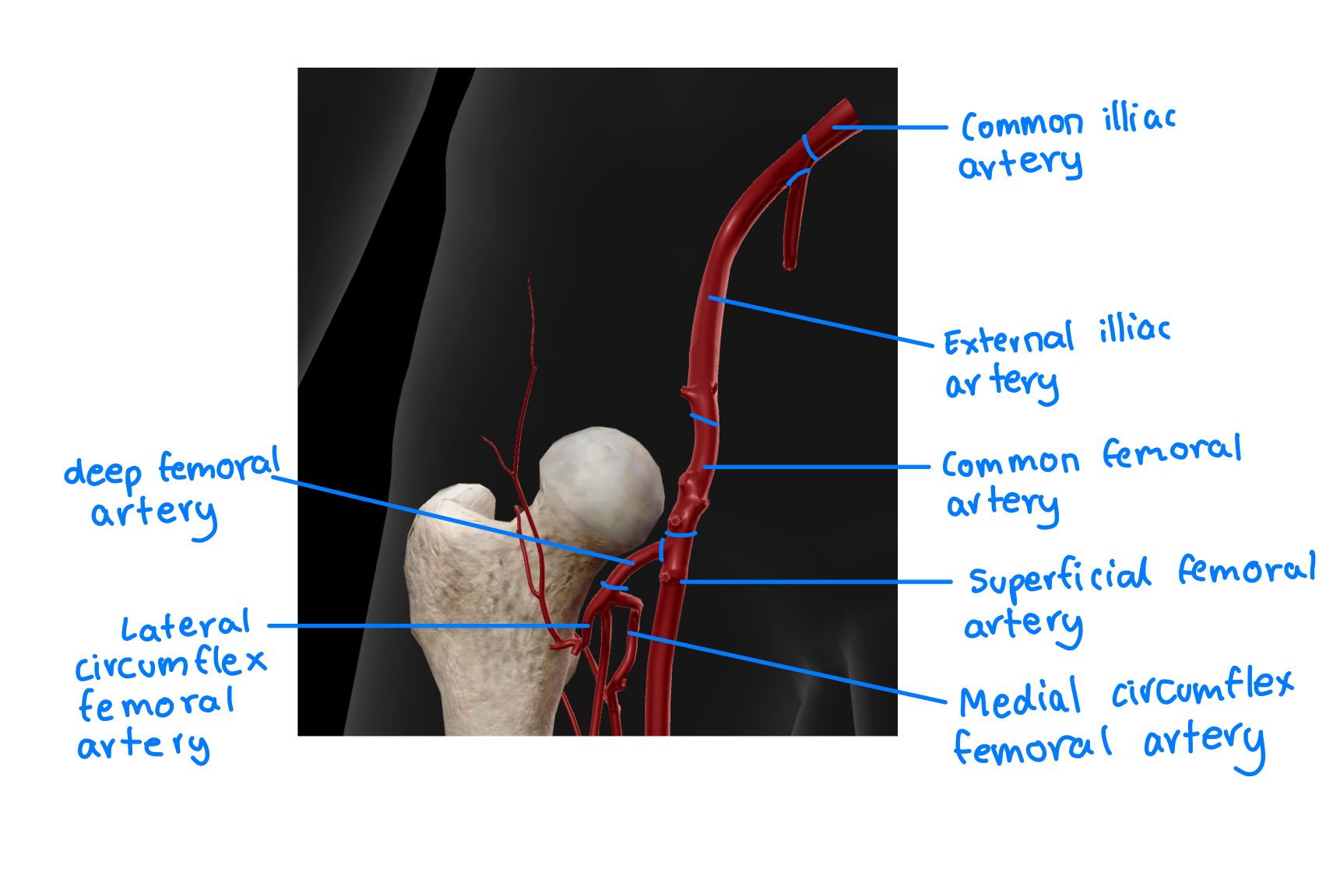 <p><span>Common iliac artery - external iliac artery - common femoral artery - deep femoral artery - lateral/medial circumflex artery - reticular arteries supplies to the neck and head of the femur</span></p><p></p>
