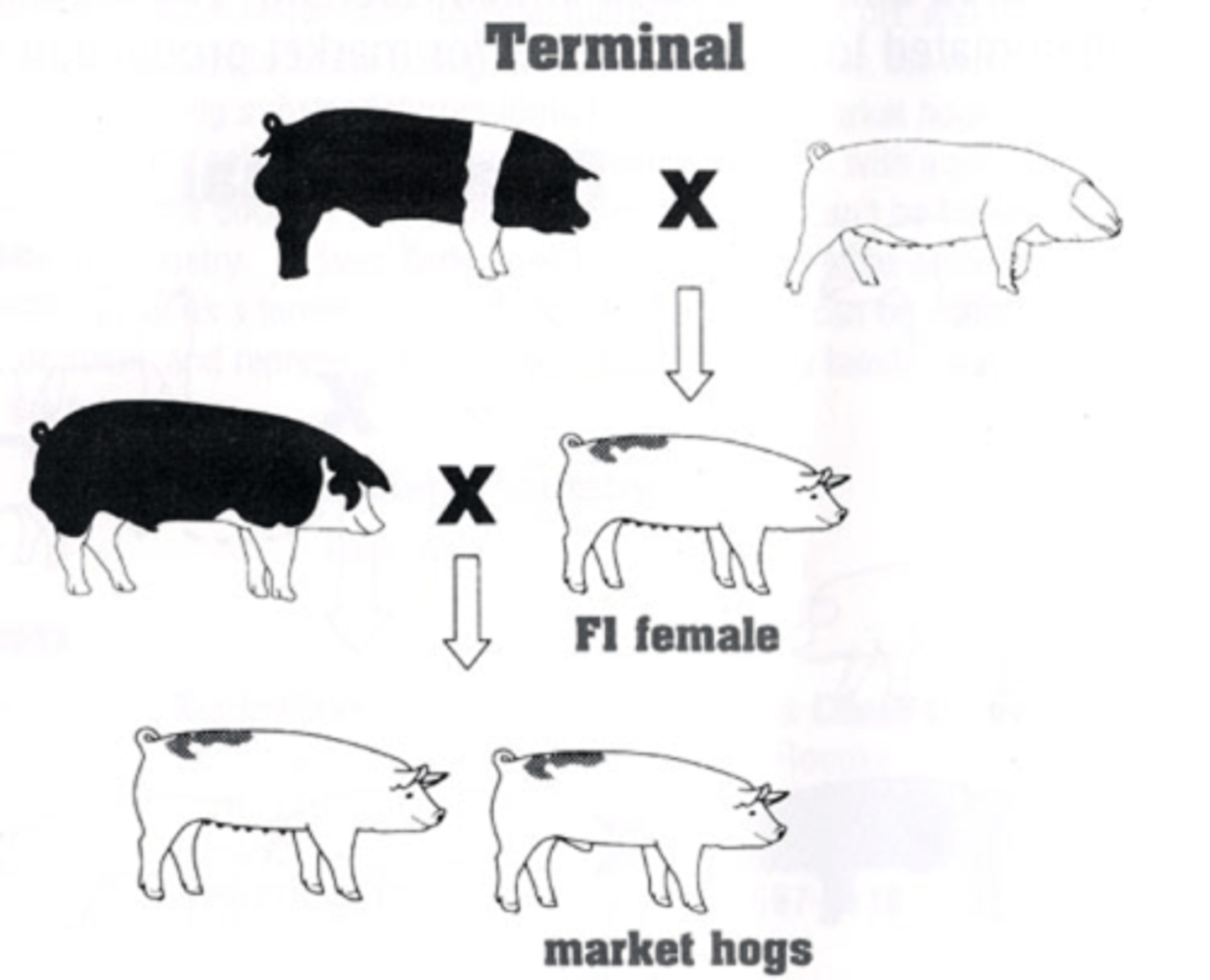 <p>maintain 100% heterosis</p>