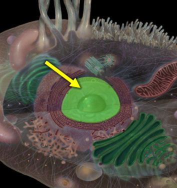 <p>The membrane-bound organelle that contains the cell's genetic material and regulates gene expression, control of cellular activities. </p>