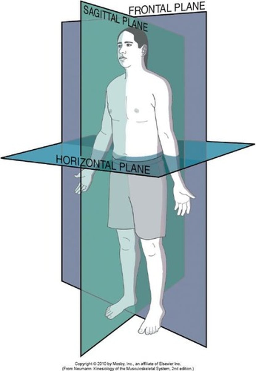 <p>The motion of bones relative to the three cardinal planes of the body: sagittal, frontal and horizontal.</p>
