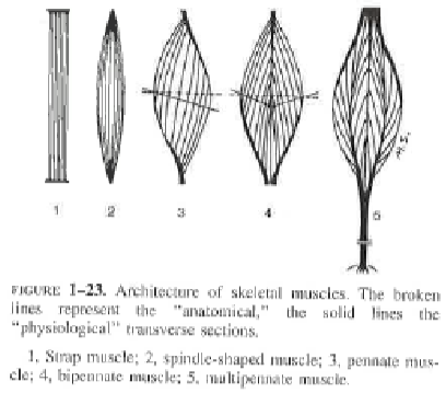 <p>En fusiform muskel indeholder relativt få men lange musklefibre, der løber parallelt i muskelbugen fra de senede forankringspunkter i origo og insertio. I en multipennat muskel går der flere senestrøg fra origo og insertio ned i muskelbugen. Muskelfibrerne går mellem disse senestrøg, hvorved muskelfibrerne vinkles til musklens akse. I en multipennat muskel er der mange men korte fibre, hvorved man får en kraftig muskel med stor styrke (stort fysiologisk tværsnitsareal) og lille kontraktionslængde. Den fusiforme muskel har modsat et lille fysiologisk tværsnitsareal og dermed mindre kontraktionsstyrke men længere kontraktionslængde.</p>