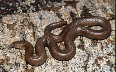 <ul><li><p>yellow  belly and green top</p></li><li><p>head and tail similarly rounded (large worm)</p></li><li><p>tail often full of scars</p></li><li><p>don’t travel much</p></li><li><p>live bearers</p></li><li><p>when attacked form ball and wiggle tail to confuse for head</p></li><li><p>very docile</p></li><li><p>biggest threat are snake collectors</p></li><li><p>eat insects, salamanders, lizards, & small mammals </p></li><li><p>live long lives</p></li><li><p>found in S.N</p></li></ul><p></p>