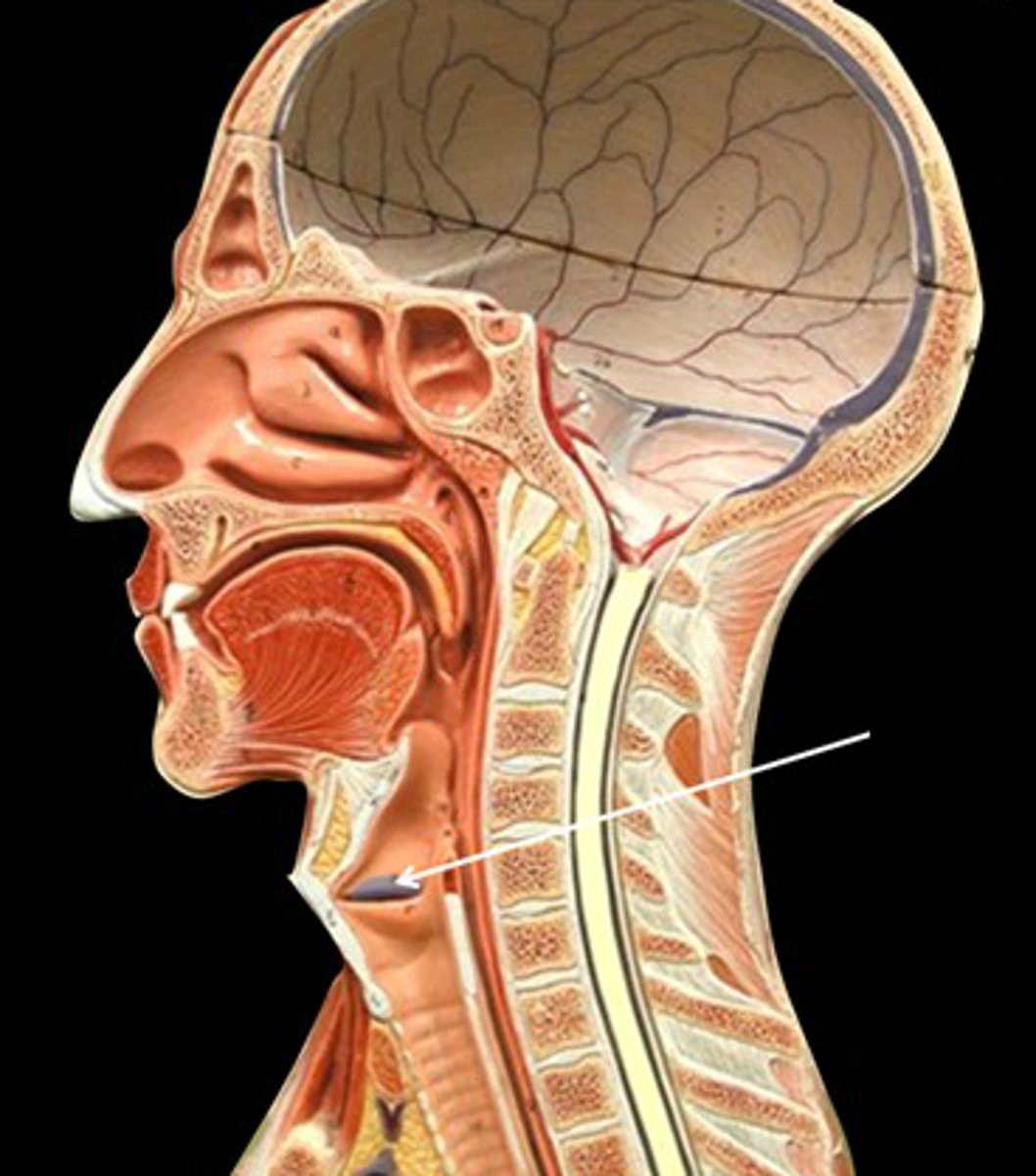 <p>pair of horizontal mucosal folds superior to vocal folds; play no part in sound production</p>