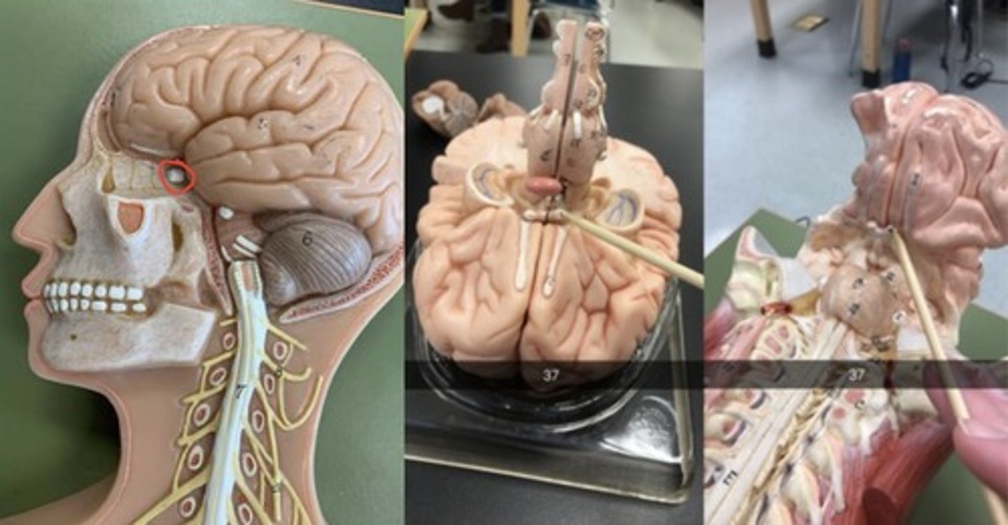 <p>white tip on "nose"; see inside of eye socket (largest) in skull model</p>