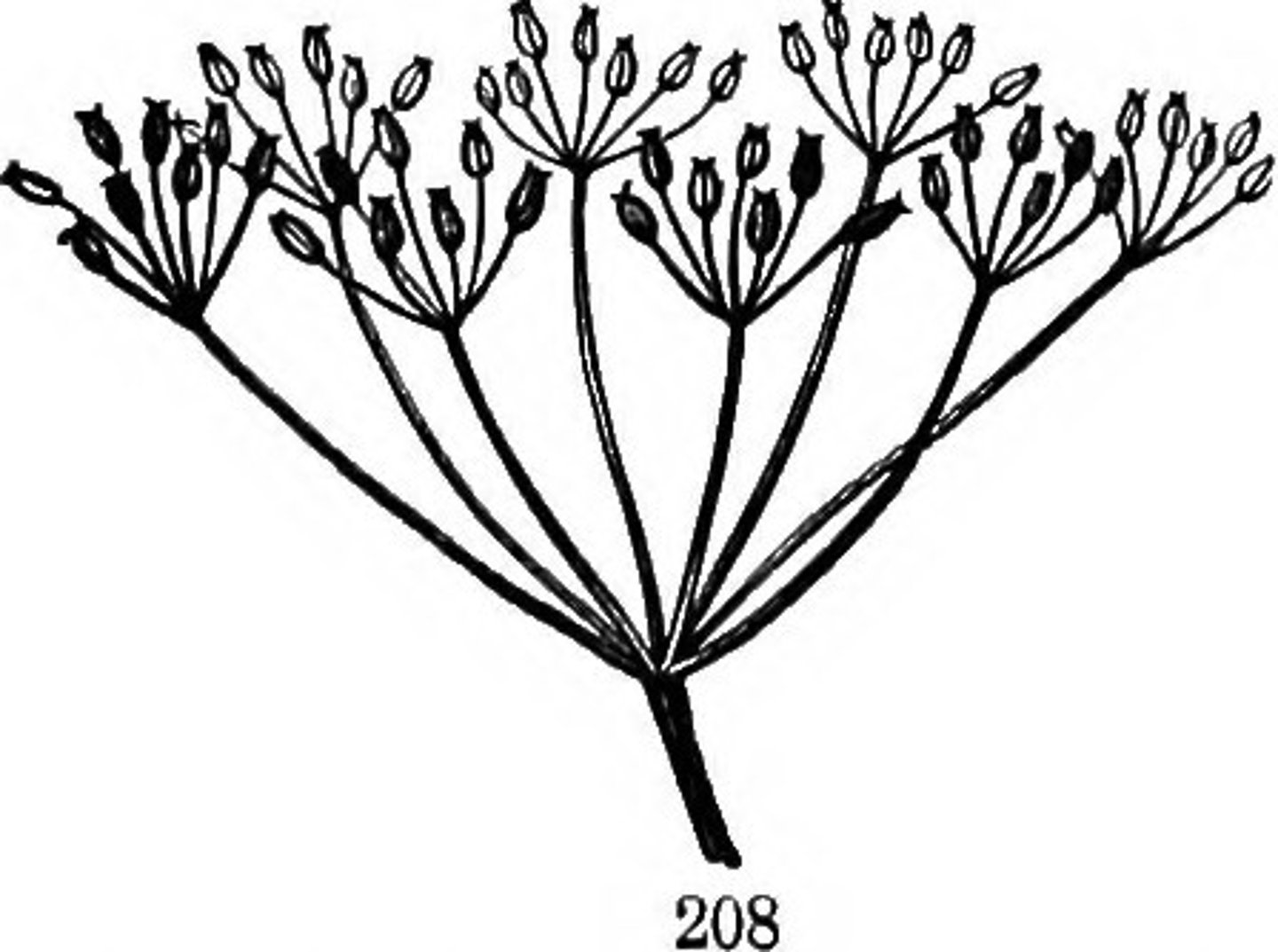 <p>all the flowers come from one point at the top of the stem</p>