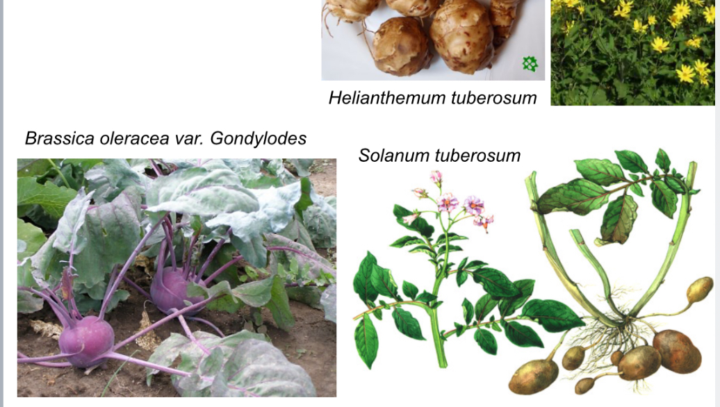 <p>stonkové metamorfózy</p><p>zásobní fce</p><p>nadzemní i podzemní</p>