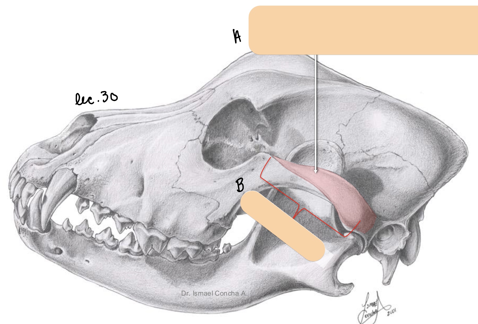 <p>Name the structure(s) indicated by a and b.&nbsp;</p>