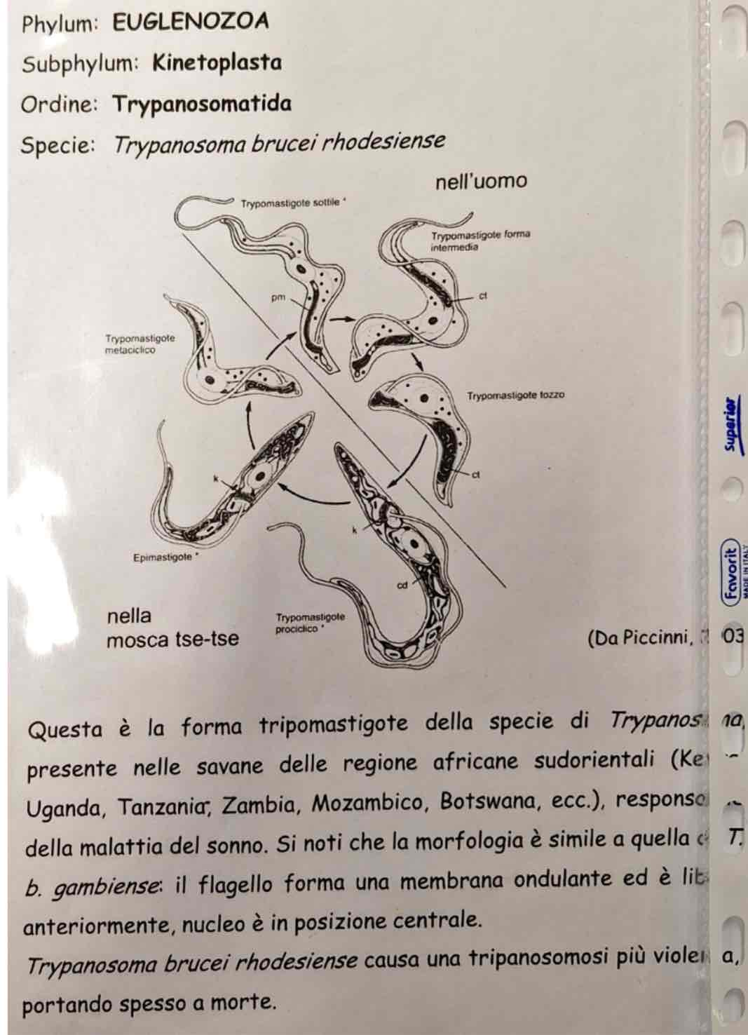 <p><em>Trypanosoma rhodensiense</em></p>