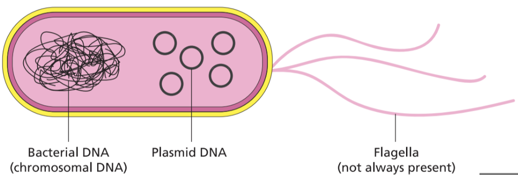 <p>Small, circular piece of DNA found in prokaryotic (bacterial) cells that carries a few genes. Genes for antibiotic resistance are found here.</p>