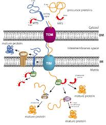 <p>Most proteins use an <strong>N-terminal mitochondrial signal sequence</strong>:</p><ul><li><p><strong>α-helical</strong>, ~15–55 amino acids</p></li><li><p><strong>Positively charged</strong> residues on one side</p></li><li><p><strong>Hydrophobic</strong> residues on the other</p></li></ul><p>Some proteins (especially in the <strong>outer membrane</strong>) use an <strong>internal signal sequence</strong> that is <strong>not cleaved</strong>.</p>