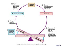 <p>The essential concept of physiology: to maintain relatively stable internal conditions even though the outside worlds world changes continuously.</p>