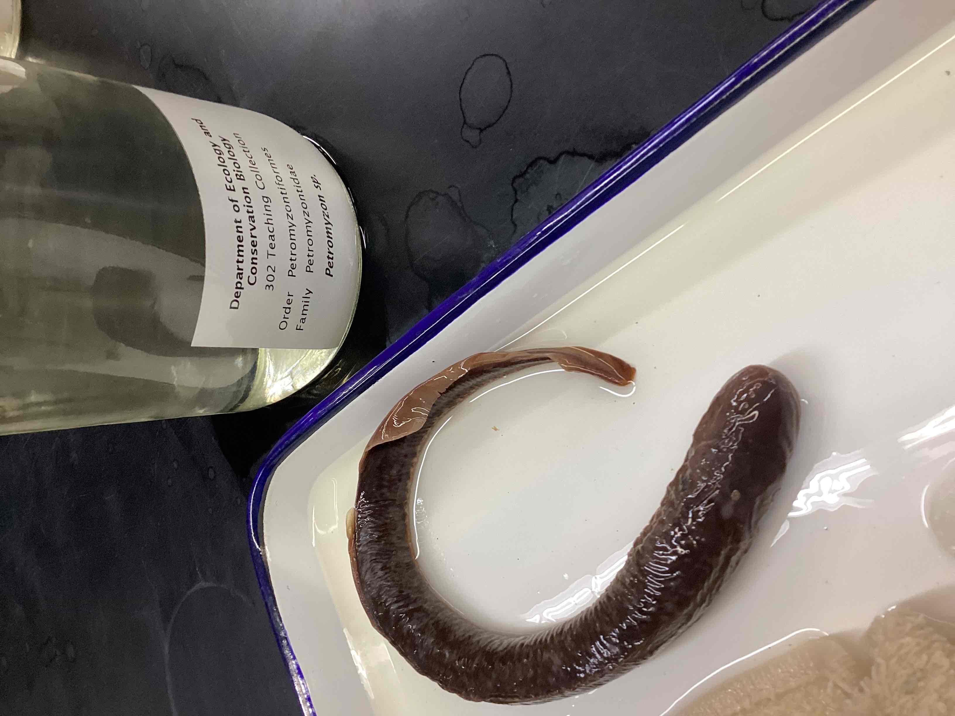 <p>Sea lamprey</p>