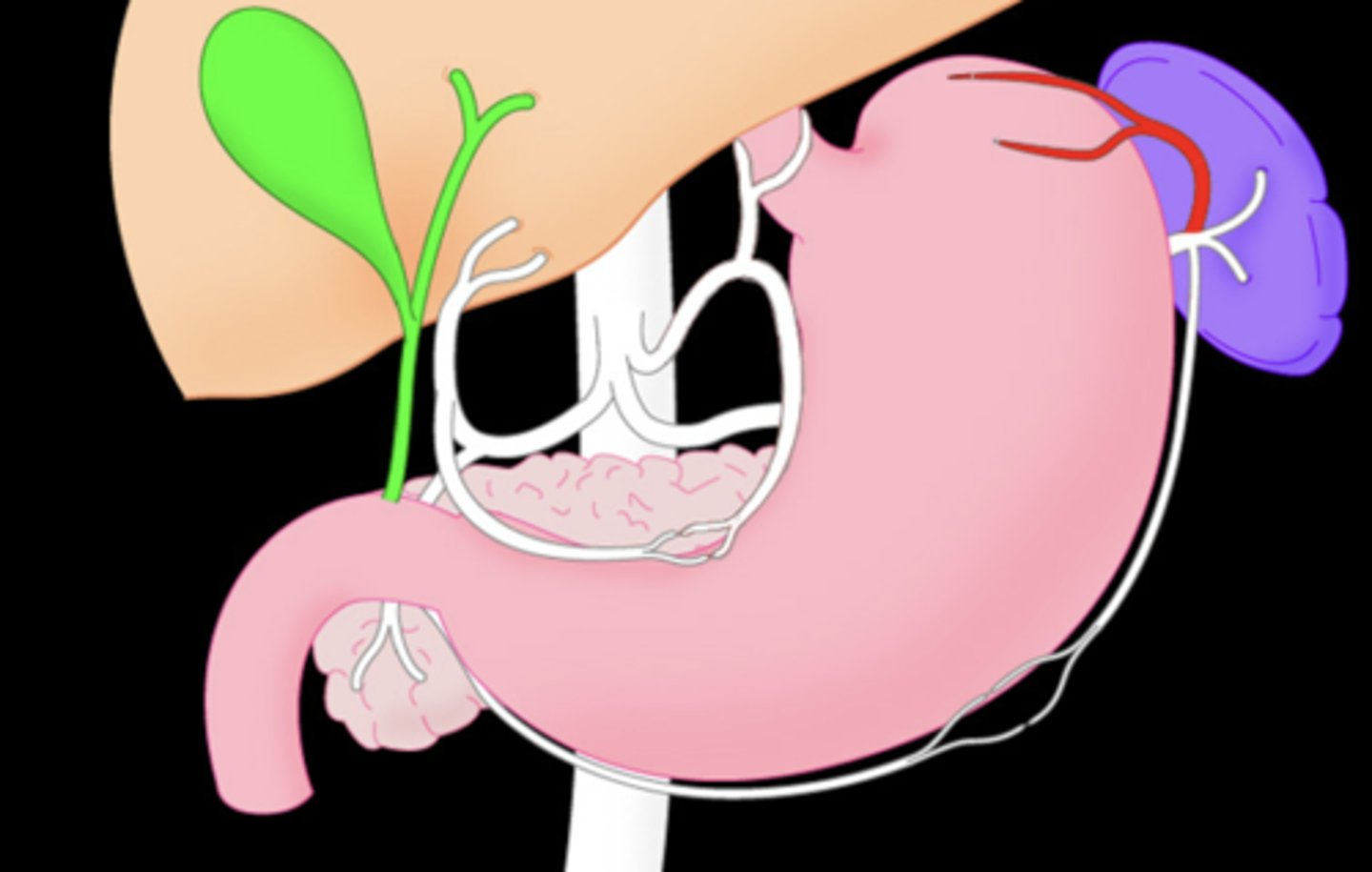 <p>Distal branch from the splenic artery that goes along the top of the stomach</p>