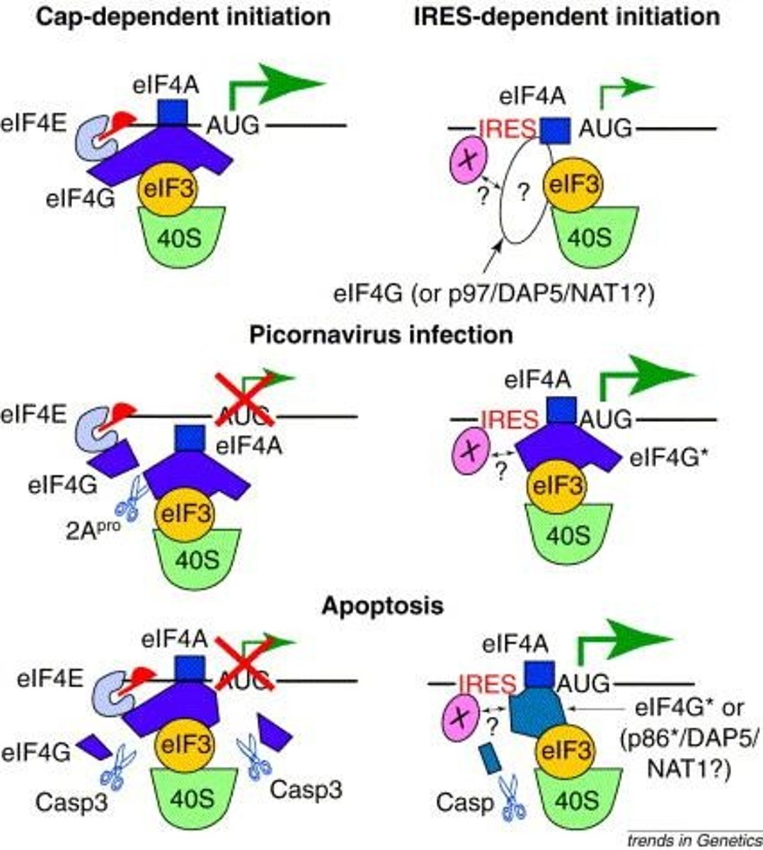 <p>Viruses using cap and IRES-dependent initiation.</p>