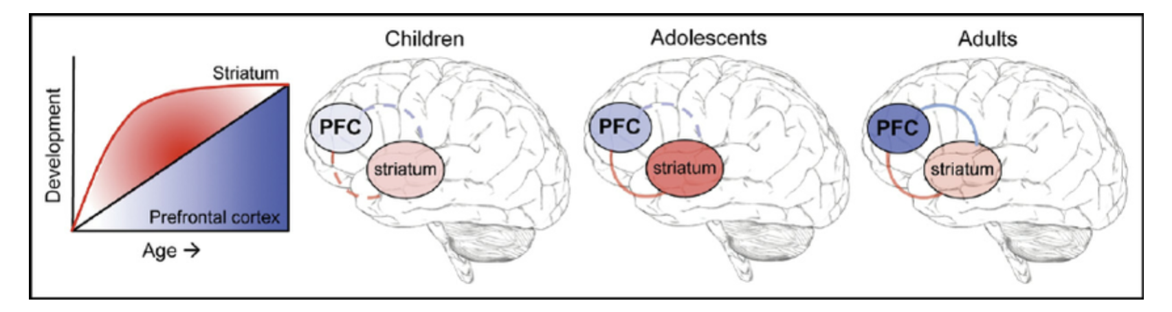 <p>striatum develops first - adolescents </p><p>then prefrontal develops - adults</p>