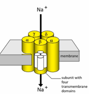<p>- 5 subunits (2 alpha)</p><p>- Gating mechanism for Na+ to travel through</p><p>- Ach binds quite far from cell surface: doesn't need to get all the way in.</p><p>- Network of H-bonds</p><p>- A.A's aren't negatively charged: 2 Tryp, 4 Tyr, 2 Cys</p>