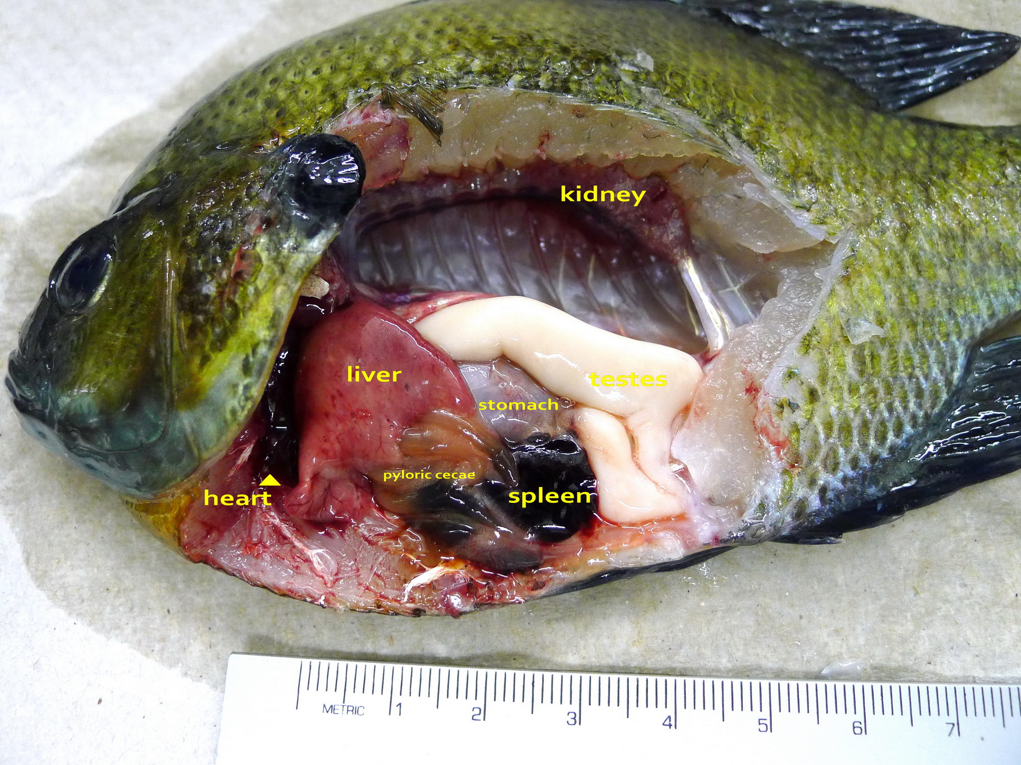 <p>female gonads that are tube shaped </p>